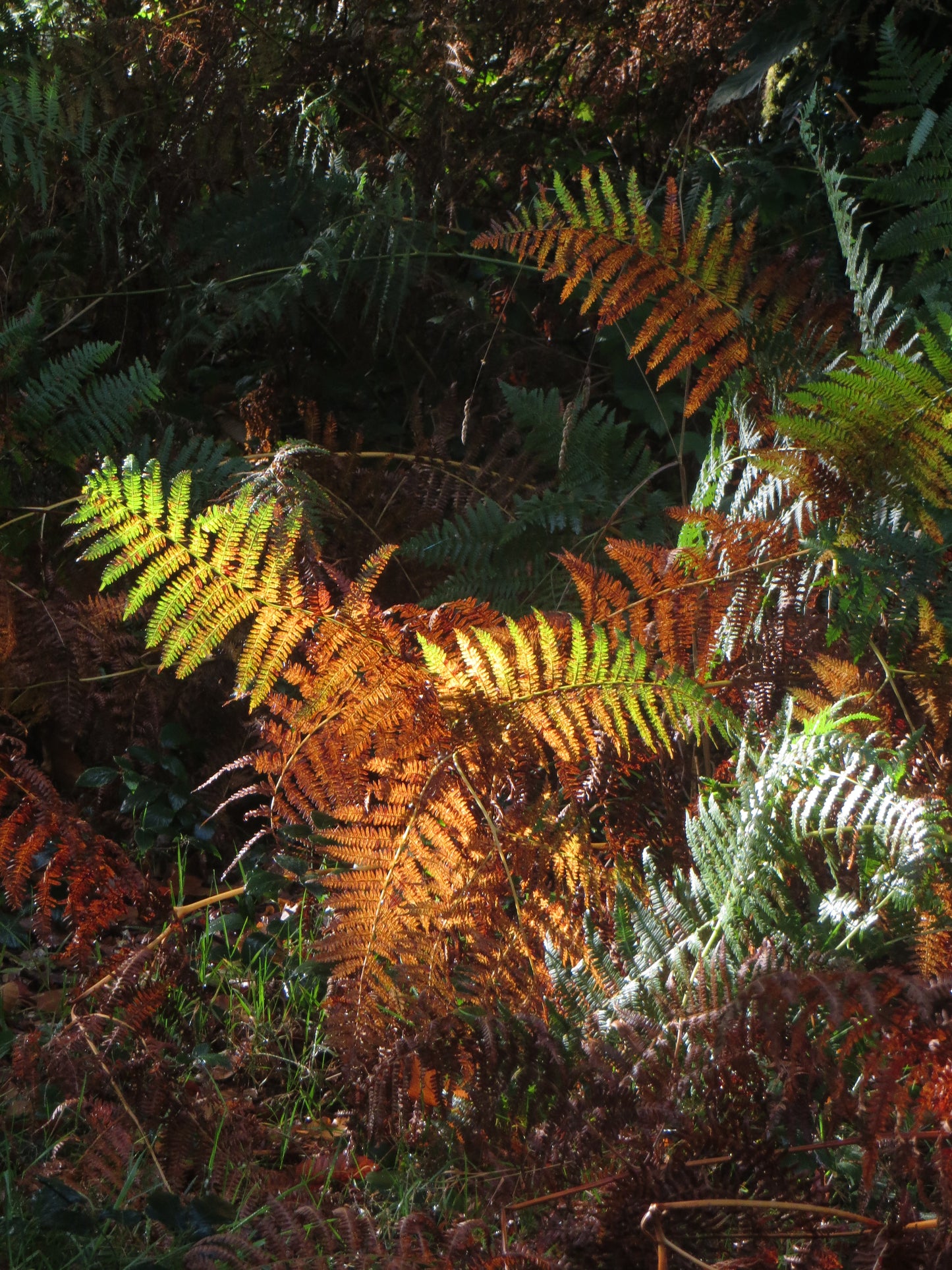 Endless Scarf - Bracken / Rhedynen