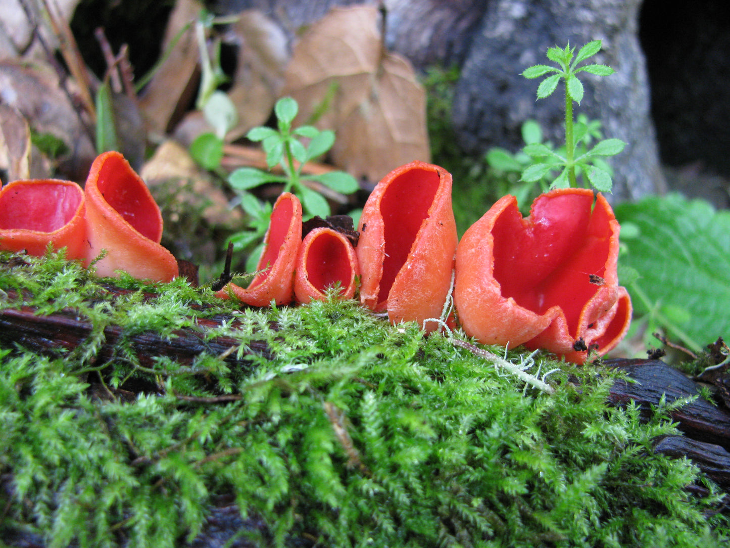 Scarlet elfcup fungi. Attribution: Ryane Snow