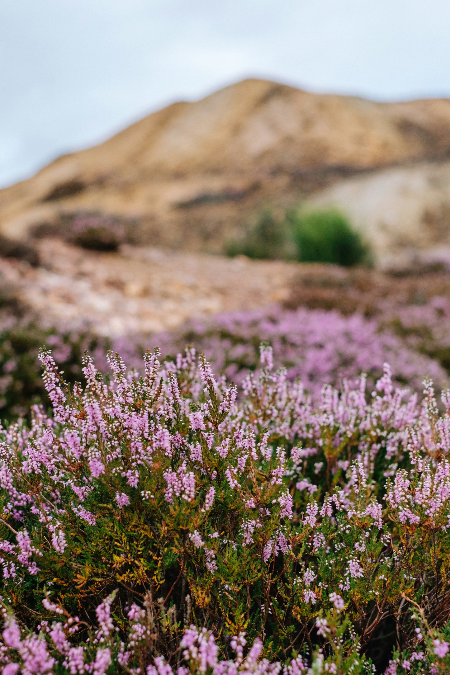 Snood - Heather / Grug